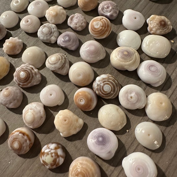 Beautiful medium Hawaiian Puka shells handpicked from Oahu for jewelry