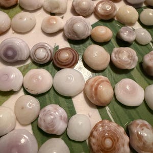 May include: An assortment of small, polished seashells in various shades of white, cream, and brown. The shells have spiral and concentric patterns. The shells are arranged on a green and white striped surface.