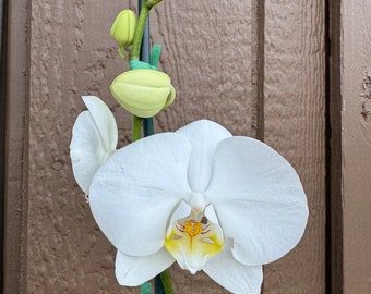 White Phalaenopsis Orchid | White Phal Hawaii Grown Orchid | Beginner Orchid