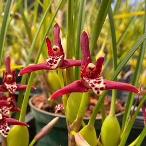 Maxillaria Tenufolia - Fragrant Sweet Coconut Orchid