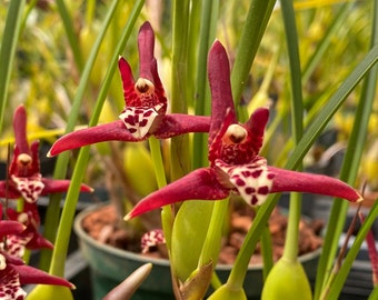 Maxillaria Tenufolia - Fragrant Sweet Coconut Orchid