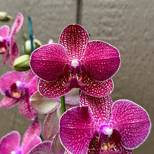 Rare Phalaenopsis Orchid - Kimono - Beginner Orchid