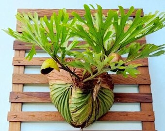 Platycerium Ridleyi Exotic Plants - Free Phytosanitary Certificate