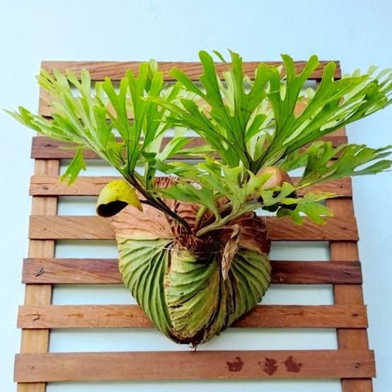 Ridley's Staghorn Fern - Platycerium ridleyi</em> — Exotica