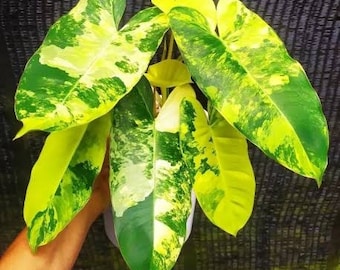 Philodendron Burlemax Variegated - Free Phytosanitary Certificate