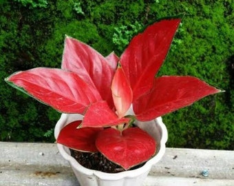 Aglaonema Suksom Jaipong Red With Phytosanitary Certificate Ship by DHL Expres