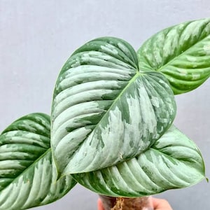 Philodendron Sodiroi Exotic Plants - Free Phytosanitary Certificate