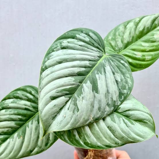 Philodendron Sodiroi Exotic Plants - Free Phytosanitary Certificate
