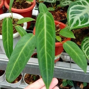 Certificat phytosanitaire gratuit d&#39;Anthurium Warocqueanum Expédition DHL Express