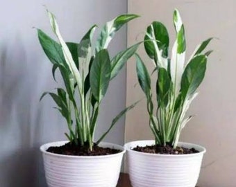 Wholesale 3x Spathiphyllum Peace Lily Variegated Free Phytosanitary Certificate