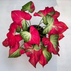 Caladium Shycool-certificaat voor levende planten, gratis fytosanitair
