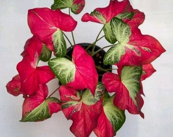 Caladium Shycool Live Plants Free Phytosanitary Certificate