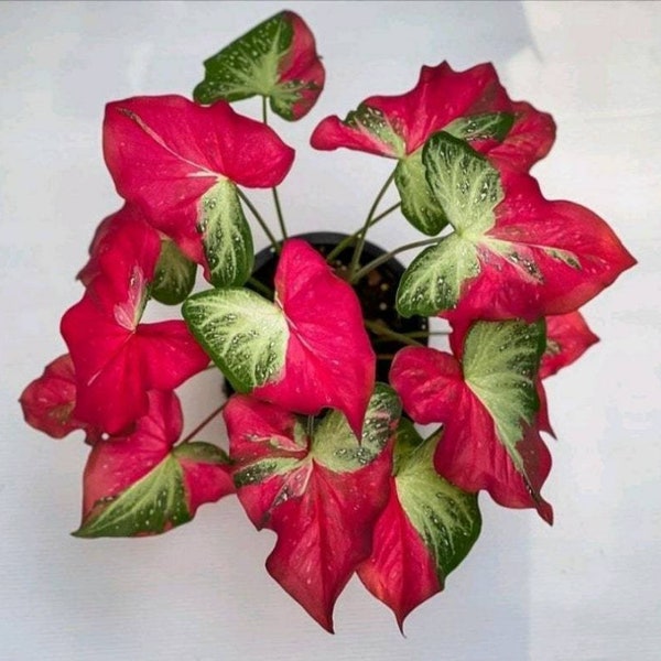 Caladium Shycool Live Plants Free Phytosanitary Certificate