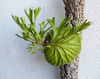 Plantes exotiques Platycerium Ridleyi - Certificat phytosanitaire gratuit