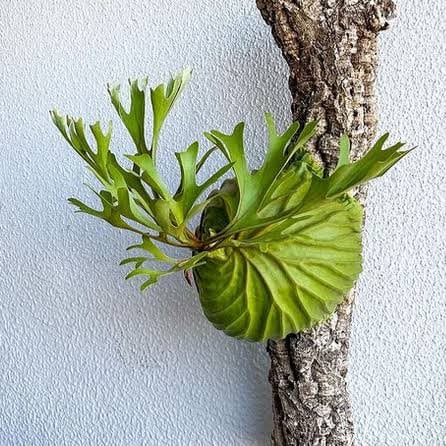 Platycerium Willinckii Jade Girl - Etsy