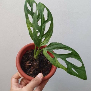 May include: A small potted plant with green leaves that have holes in them. The plant is in a brown pot and is being held by a hand.