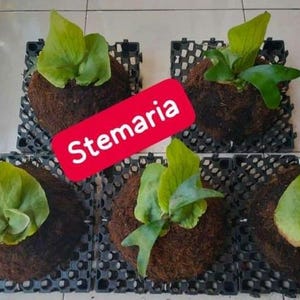 Platycerium Stemaria Exotic Plants - Free Phytosanitary Certificate