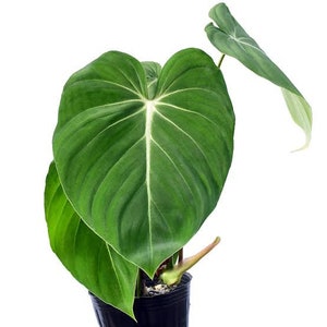 Wholesale 3x Philodendron Gloriosum Exotic Plants - Free Phytosanitary Certificate