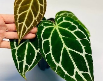 Wholesale 3x Anthurium Crystallinum Live Plants - Free Phytosanitary Certificate