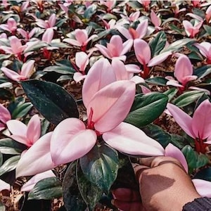 Wholesale 3x Philodendron Pink Congo Aroid House Plant With Phytosanitary Certificate Ship by DHL Express