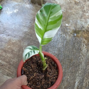 Banana Variegated Exotic Plants Live Plants | Free Phytosanitary Certificate