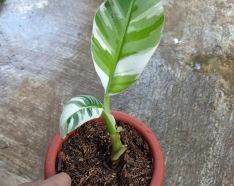 Banana Variegated Exotic Plants Live Plants | Free Phytosanitary Certificate