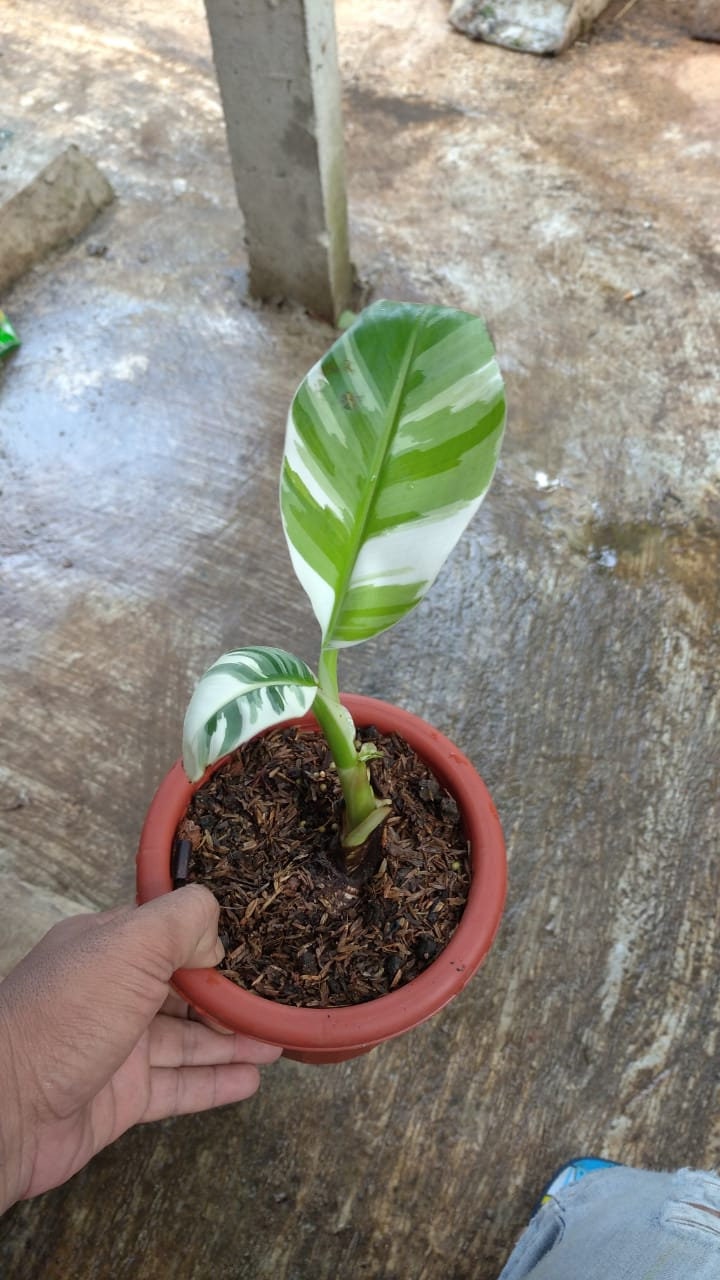 斑入りバナナ ムサ アエアエ Banana Musa Aeae 【公式通販】