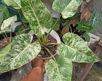 Philodendron Giganteum Marble Variegated Exotic Plants - Free Phytosanitary Certificate