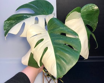 Monstera Half Moon Albo Variegated Aroid House Plants 3 Leaves With Phytosanitary Certificate Ship by DHL Express