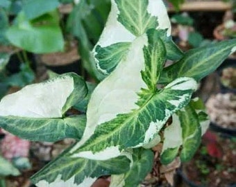 Wholesale 3x Syngonium Threeking Exotic Plants - Free Phytosanitary Certificate