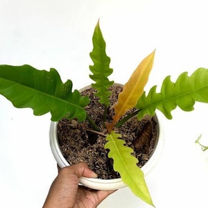 May include: A houseplant with green and yellow leaves in a white pot. The plant is growing in a brown soil-like material.