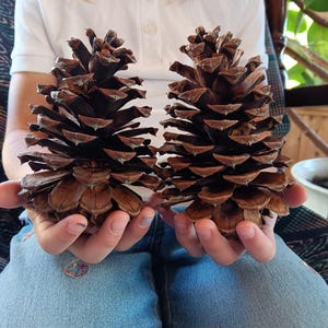 May include: Two large, brown pine cones are held in front of a person. The cones have a layered, textured appearance with open scales. The background includes a white shirt, blue jeans, and a wooden chair.