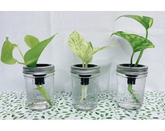 Propagation Funnel/Plant Tool/Mason Jar Plant Support *Jar Not Included*