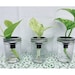 see more listings in the House Plant Accessories  section