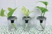 Propagation Funnels/Plant Tools/Mason Jar Plant Supports. 