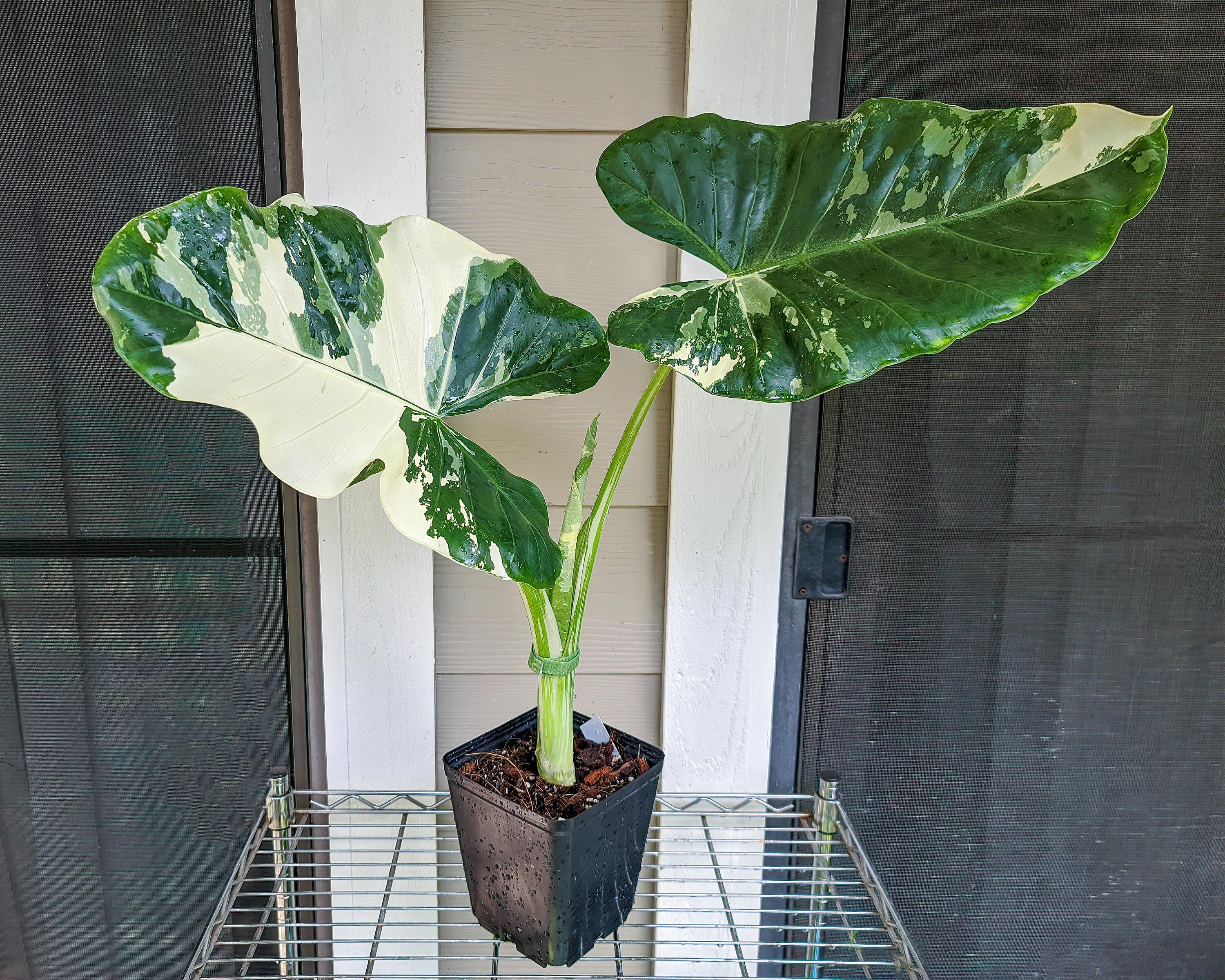 Rare Alocasia Macrorrizha Variegated MEDIUM SIZE tropical Etsy