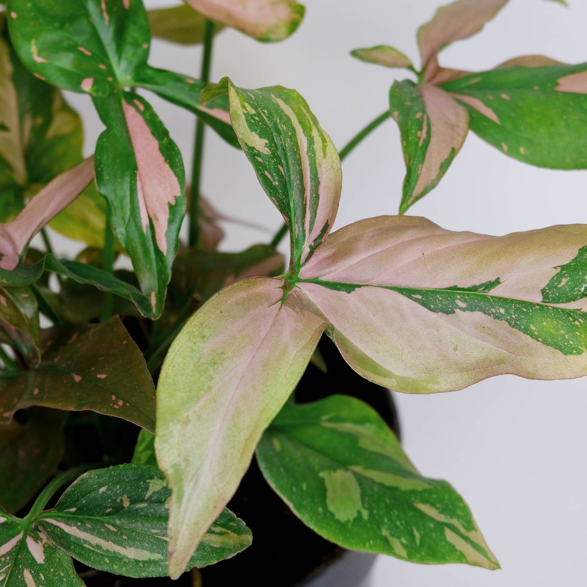 Hot Rare Plant Syngonium Pink Splash Tropical plants