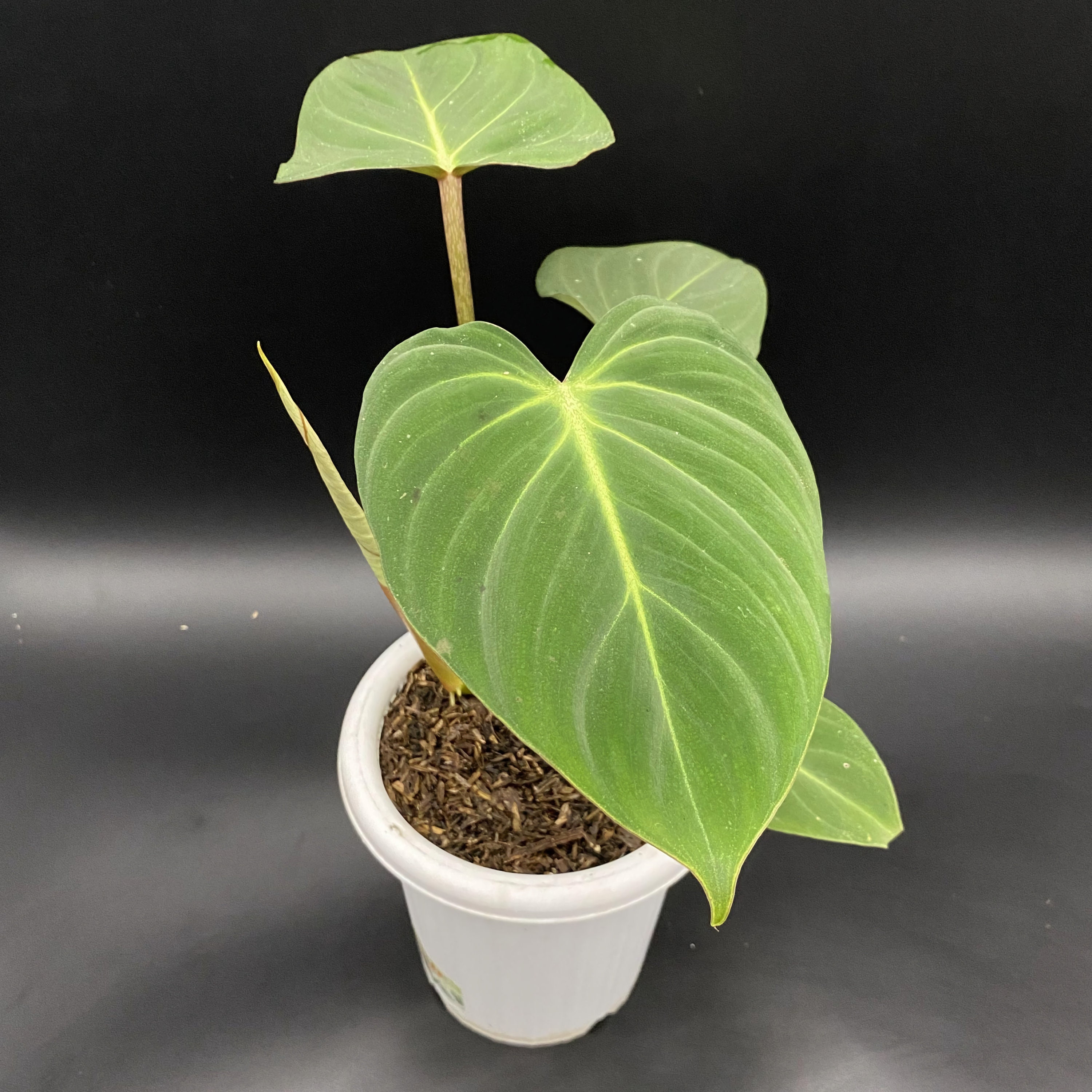 Rare Philodendron Melanochrysum Tropical plants wholesale / Etsy