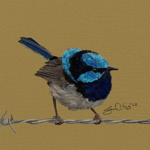 Fairy-wren