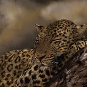 Sleeping leopard