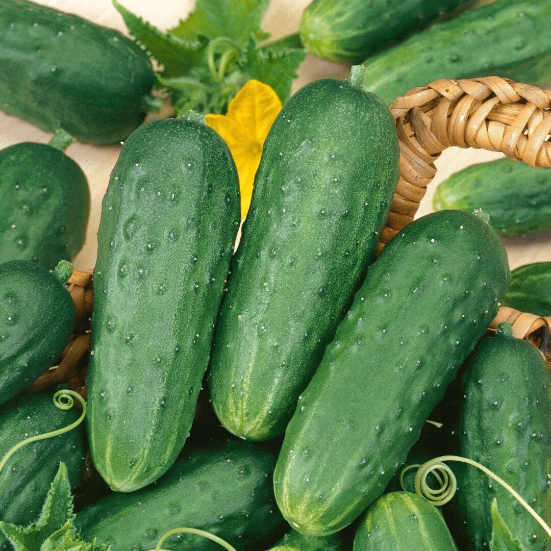 Cucumber Pickling Gherkin Seeds Vegetable Seeds, Organic, Non GMO