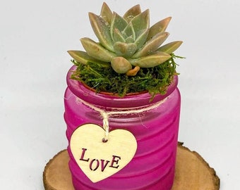 Mini Valentine's Day Pot with Live Succulent | Valentine's Day Gift | Valentine's Day Plant Gift