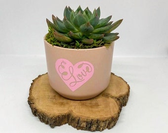 Pink Valentine's Day Pot with Live Succulent | Valentine's Day Gift