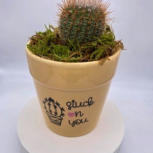 Stuck on You Planter | Succulent Valentines Gift | Yellow Succulent Pot