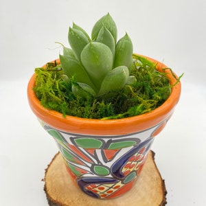 Small Colorful Talavera Succulent Planter | Mexican Ceramic Pottery with Live Plant