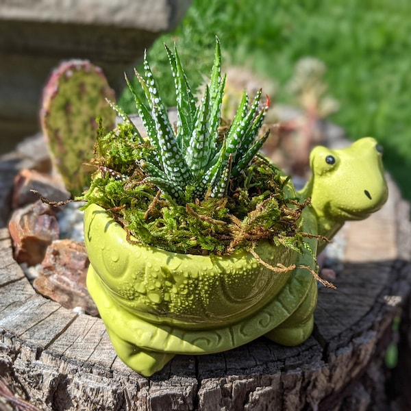 Turtle Planter Etsy