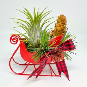 May include: A red metal sleigh filled with air plants, pine sprigs, and pine cones, decorated with a red and black plaid ribbon.