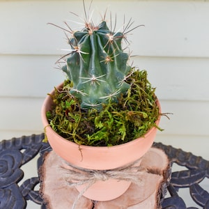 Small Terracotta Pot with Live Succulent | Cactus in Terracotta Pot | Cactus Succulent Plants | Small Potted Cacti