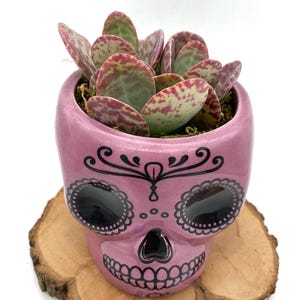 May include: A pink ceramic skull planter with black and white details, featuring a succulent plant with green and pink leaves.