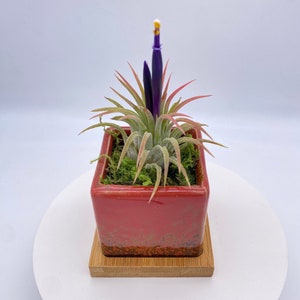May include: A small air plant with a purple flower blooms in a red square ceramic pot with a wooden base.